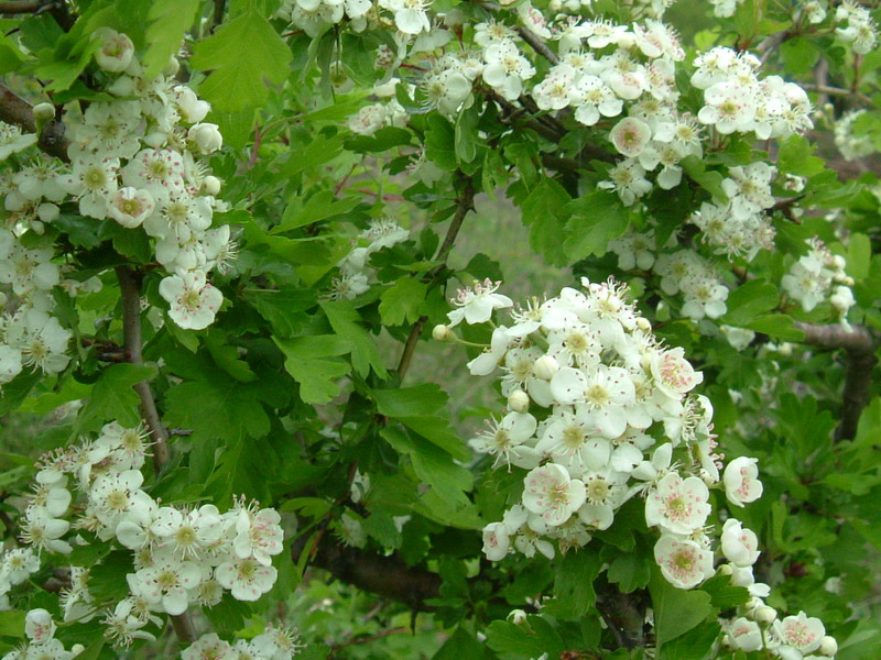 Crataegus monogyna